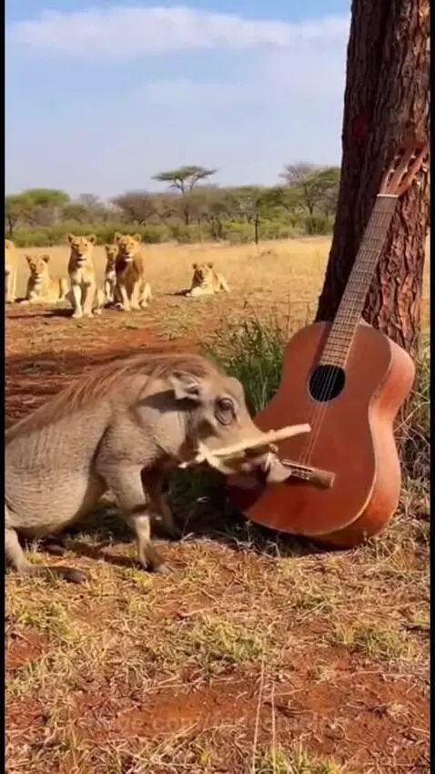 A warthog playing a guitar leaning against a tree in a savanna, with lions watching in the background.
