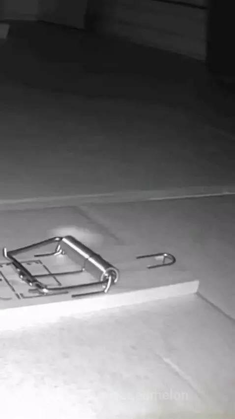 Oo ratu 🙃 by fadedmelon