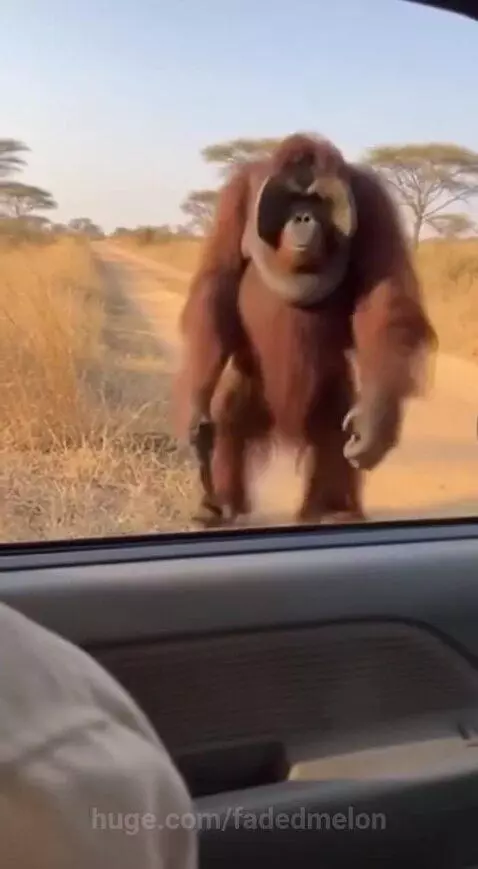 Orangutan holding a pistol and pointing it at a car window.
