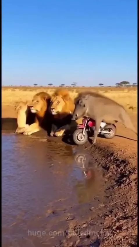 A warthog on a toy motorcycle splashes mud onto a lion resting by a waterhole.