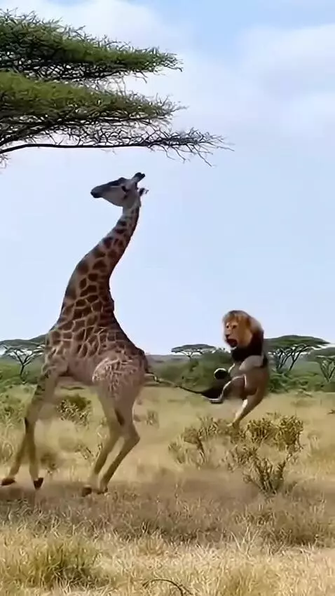 Giraffe 🦒 vs lion 🦁 by fadedmelon