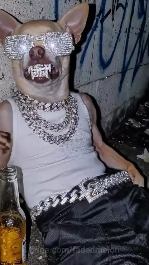 Anthropomorphic dogs and a cat in hip-hop clothing and jewelry in urban settings.