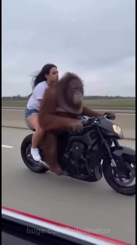 Orangutan riding a motorcycle on a highway, performing a wheelie as a woman falls off the back.