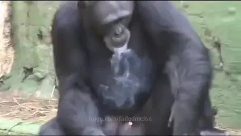 Chimpanzee sitting on steps, holding a stick-like object to its mouth as if smoking.