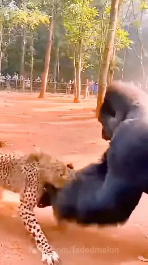 A powerful gorilla grabs and throws a leopard in an outdoor enclosure, with shocked spectators in the background.