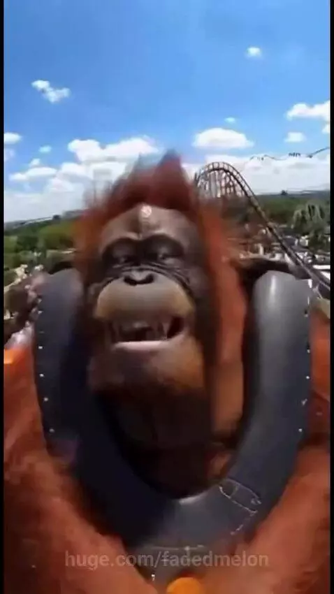Orangutan with expressive face riding a roller coaster, screaming and laughing with excitement.