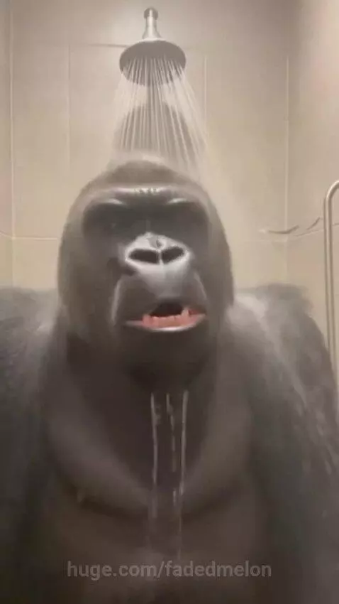 A large gorilla standing in a shower, mouth open in a loud scream, with water streaming down its face.