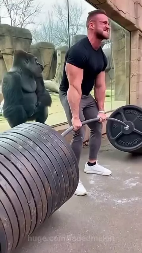 Muscular man attempts deadlift outside gorilla enclosure; gorilla watches intently, then mimics lift and chest beats.