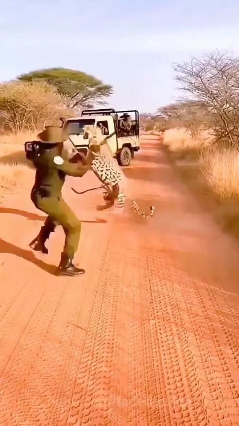 Park ranger with riot shield fending off a leopard attack on a dirt road in a savanna.