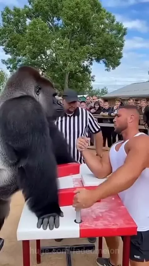 Man arm wrestling a gorilla, gorilla slaps man's arm, man falls backward dramatically.