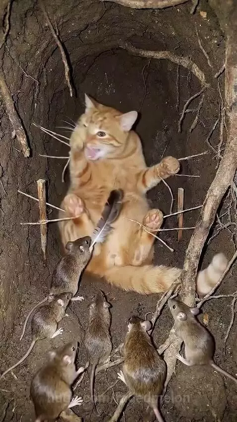 Cat in trouble 😵‍💫 by fadedmelon