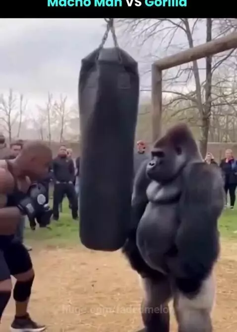 Man in boxing gloves punches a heavy bag, while a person in a gorilla suit watches, then the gorilla punches the bag off its chain.