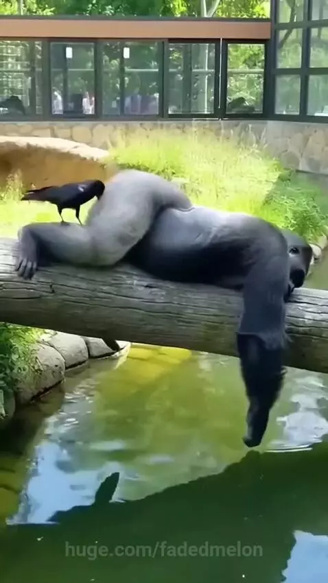 Gorilla falling into water after being pecked by a crow on a log.