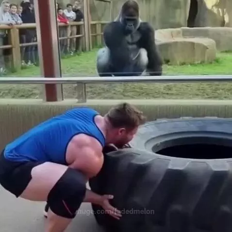 A man fails to flip a tractor tire while a gorilla watches, then the gorilla easily flips it.