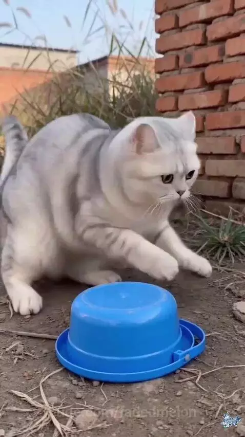 Fluffy white cat wearing a blue bowl on its head like a hat after a firework explosion.