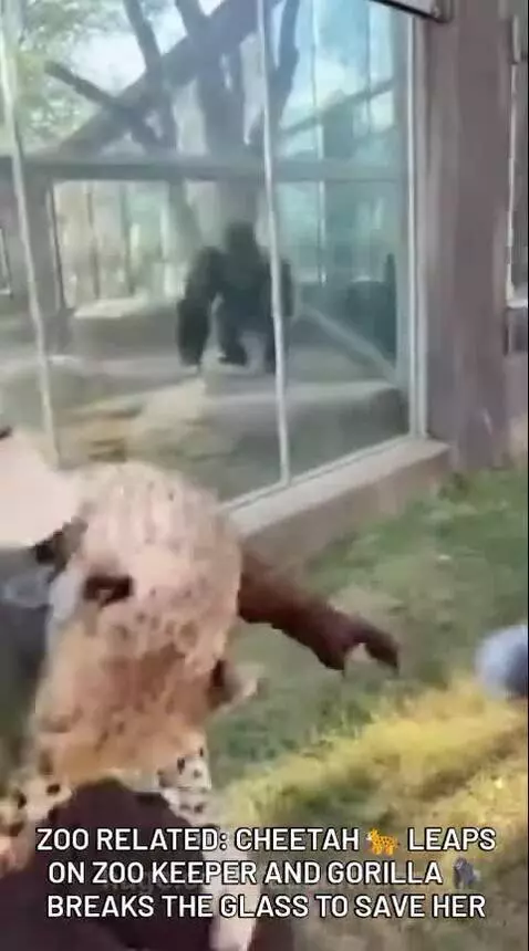 Gorilla smashing glass enclosure to reach a cheetah and zookeeper.