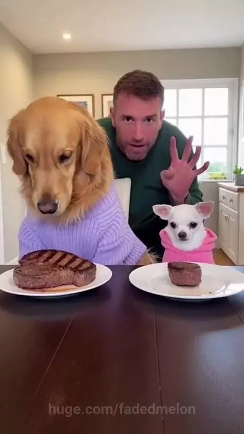 Chihuahua in pink sweater steals steak from golden retriever in purple sweater. Man laughs.