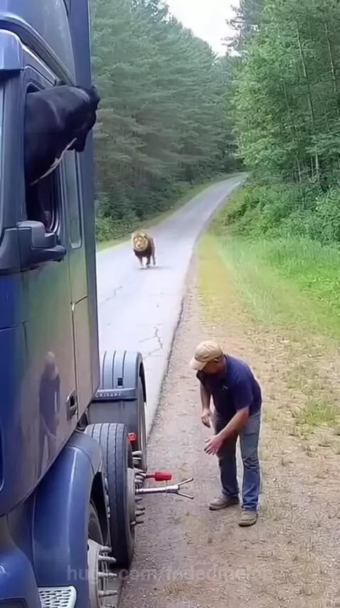 A black dog confronts a lion that is approaching a man working on a truck tire.