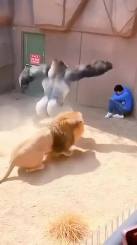 Gorilla pulling a man away from a lion in a sandy enclosure.