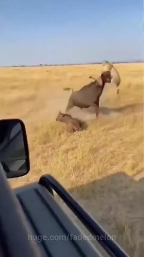 A large buffalo headbutting a cheetah, launching it into the air during a hunt on a savanna.