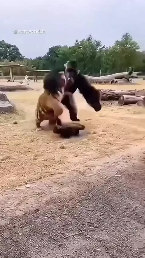 A large gorilla charging and throwing a tiger through the air, followed by a standoff.