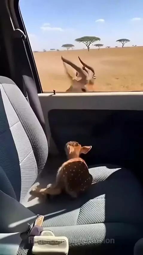A fawn sits in a car, looking out at a lion chasing an antelope across a dry savanna.