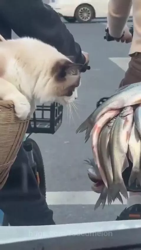 Fluffy cat in a bike basket looks at fish, startled by a horn.