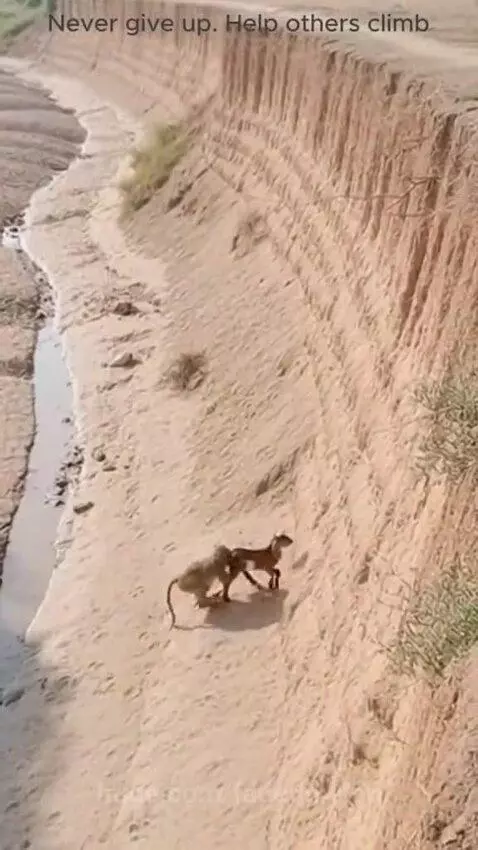 Monkey pulling a baby goat up a steep, sandy cliff face next to a dry riverbed.