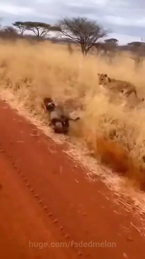 Pitbull vs lion 🦁💪😯😲 by fadedmelon