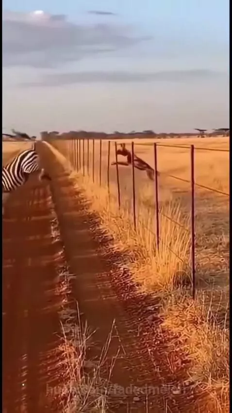 A zebra jumps over a wire fence in a dry field, while an African wild dog struggles and falls tangled in the wires below.
