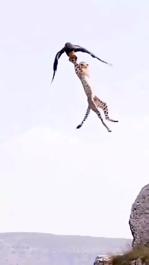 A large eagle carrying a small cheetah cub in its talons, high above a rocky cliff.