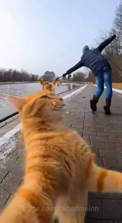 Orange cat holding a hotdog while a dog lunges, and another cat playing a trombone.