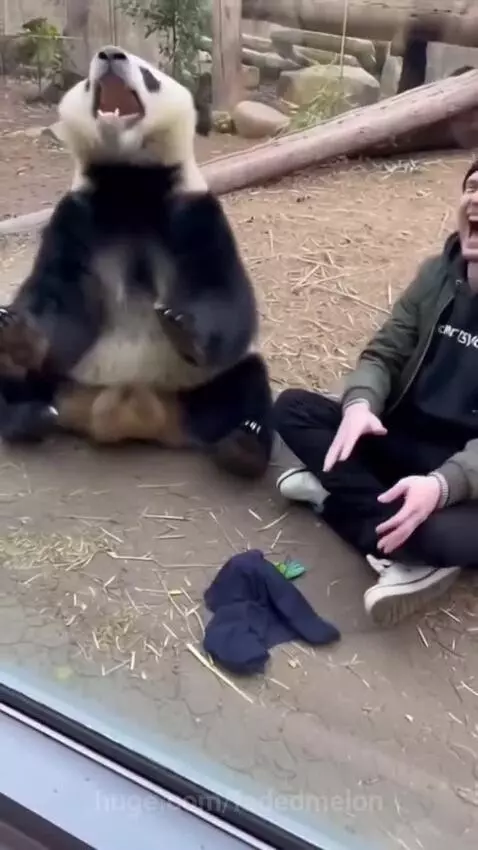 Man performs magic trick with a parrot for a surprised panda in an enclosure.