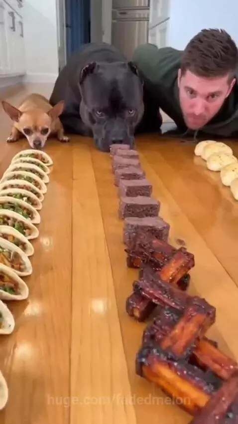Man, large black dog, and chihuahua sit on a wooden floor with plates of food, ready to start a race.