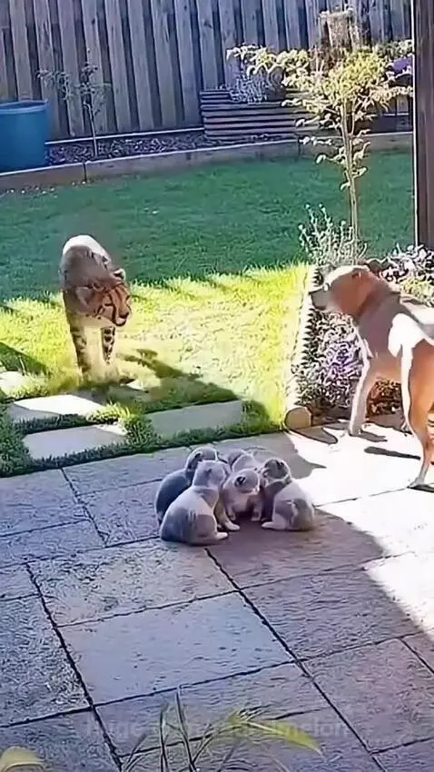 A protective dog stands guard over a group of kittens as a wild cat approaches.