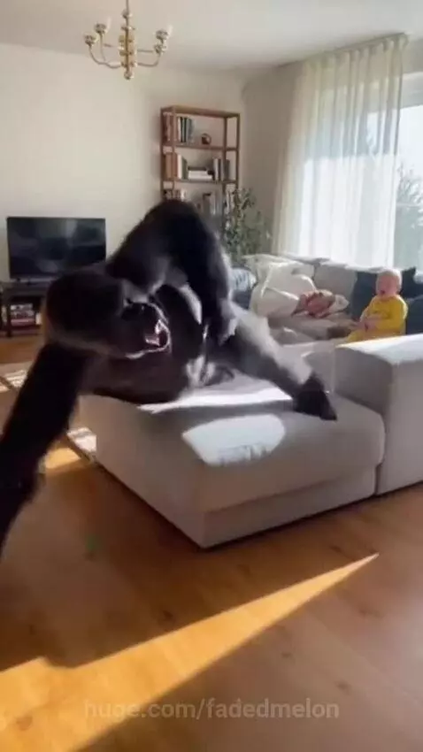 Person in a gorilla suit jumping and climbing a wall after a balloon pops, while a dog barks and a baby watches.