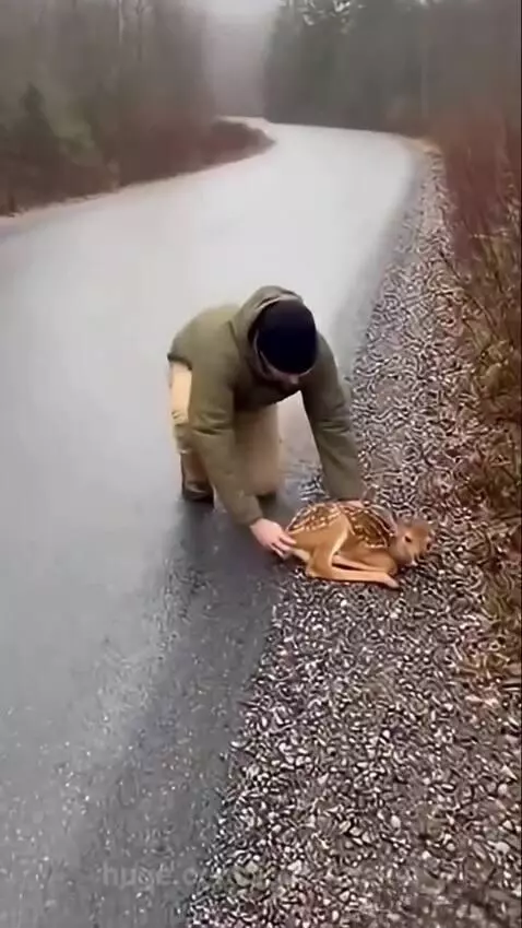 A large stag with antlers charges at a man who is reaching towards a fawn on a wet, forested road.
