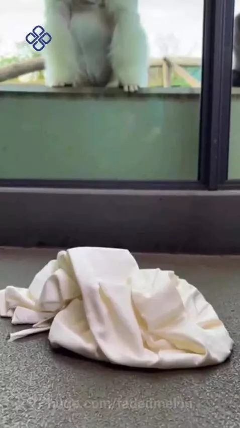 Magician performs a vanishing trick on a white gorilla at the zoo, with a dark gorilla visible.