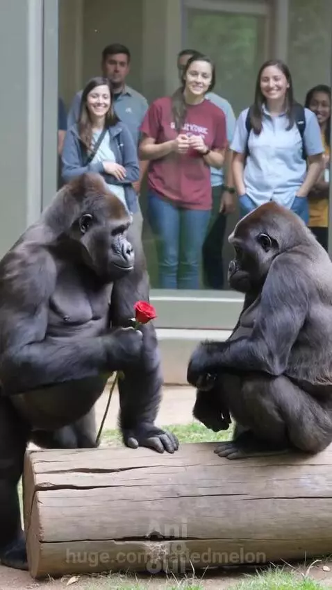 A male gorilla offers a red rose to a female gorilla, who accepts it and they hug.