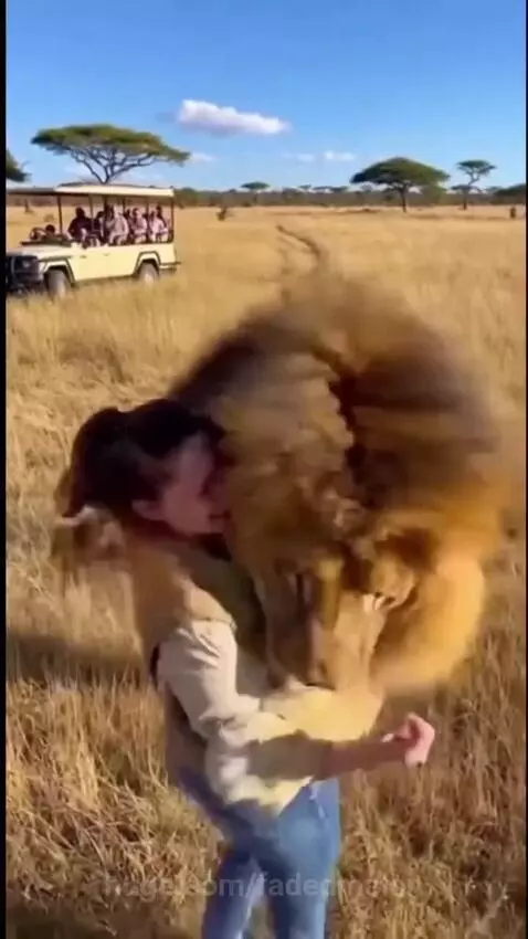 Woman in safari vest hugging a large male lion affectionately in a dry grassy field with a safari vehicle in the background.