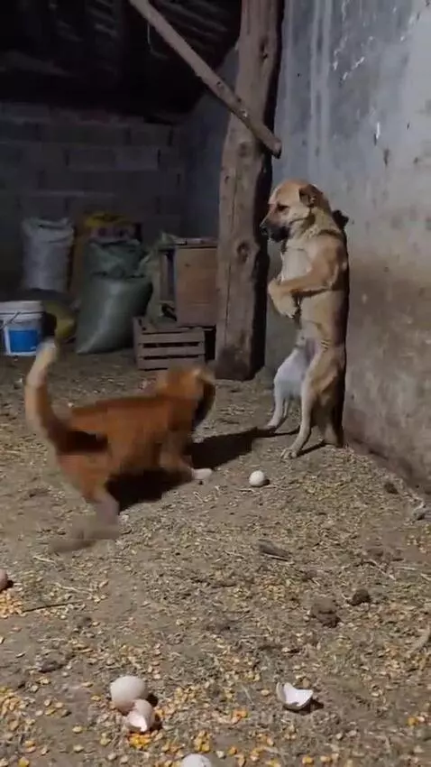 A white goose aggressively chases a weasel away from a dog and cat standing against a barn wall.
