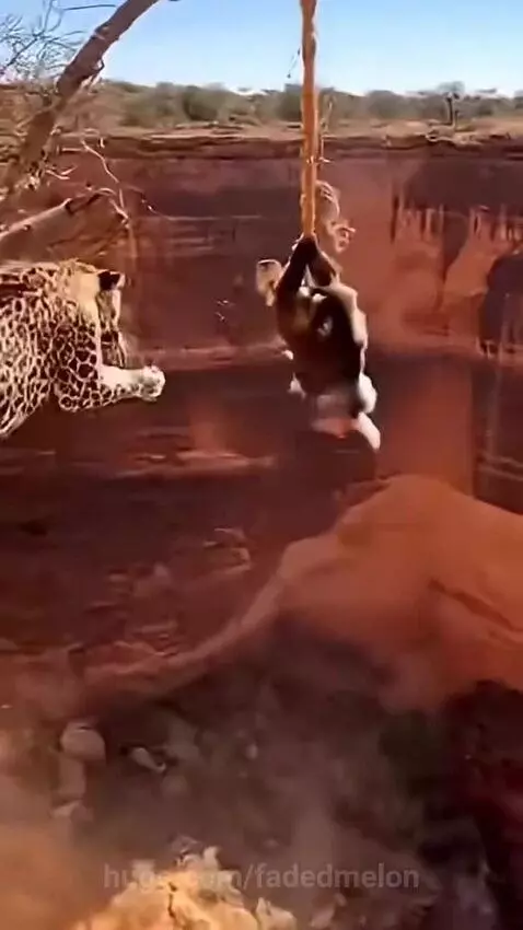 Mandrill holding a rope to save a falling leopard from a rocky cliff edge in a desert environment.