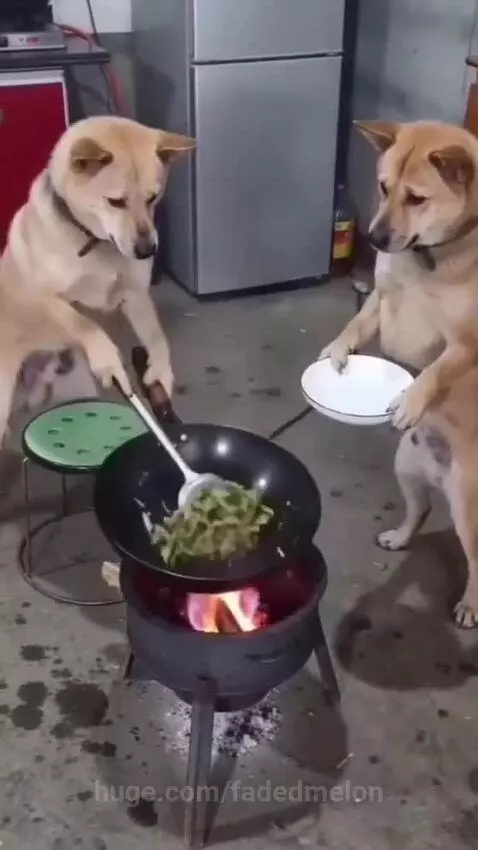 Two dogs standing on hind legs in a kitchen, one stirring a wok with a spatula, the other holding a plate.