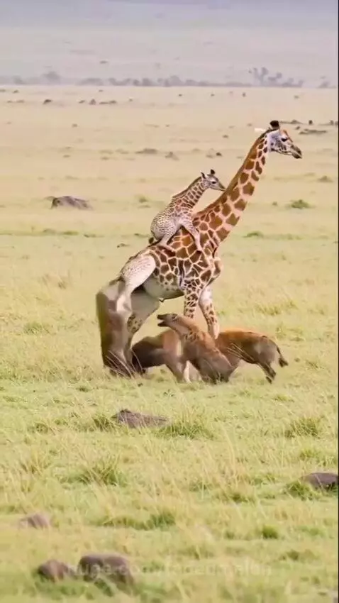 A mother giraffe kicking a hyena away from its baby on a grassy savanna.
