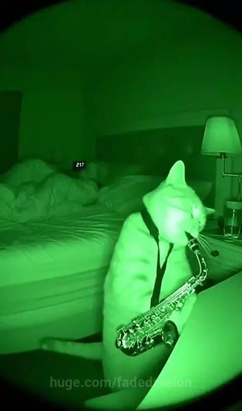 Cat wearing a tie plays saxophone at night, owner wakes up to confront it.