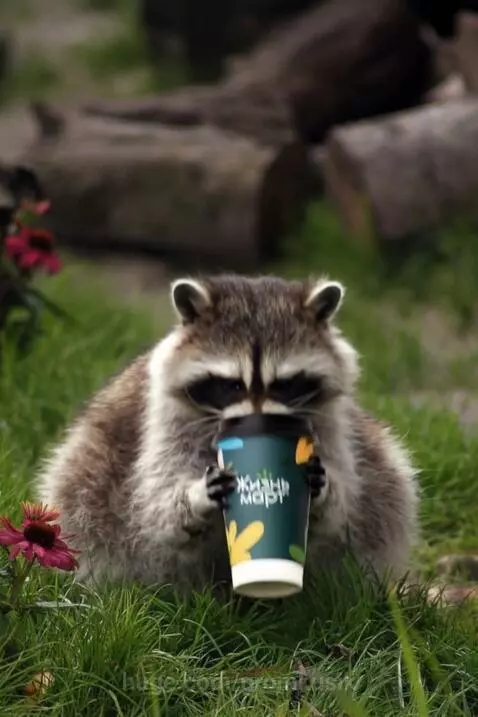 Fluffy raccoon sitting upright outdoors, holding a coffee cup and laughing with mouth open.