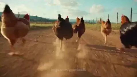 Multiple chickens sprinting intensely down a dusty dirt road, kicking up dirt, with a bright sky above.