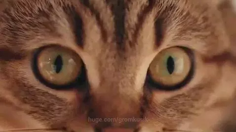 A tabby cat with expressive eyes cautiously walks on a wooden table near coffee mugs and a teapot.