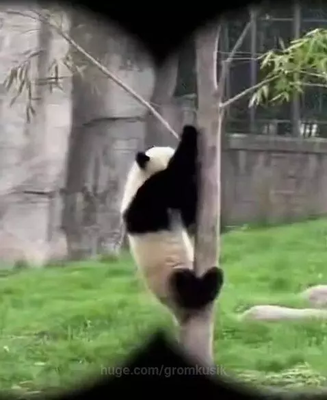 Baby panda falling from a tree in a zoo enclosure, with a giraffe watching nearby.