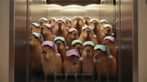 An elevator filled with capybaras wearing colorful sleep caps and eye masks, all looking at the camera.